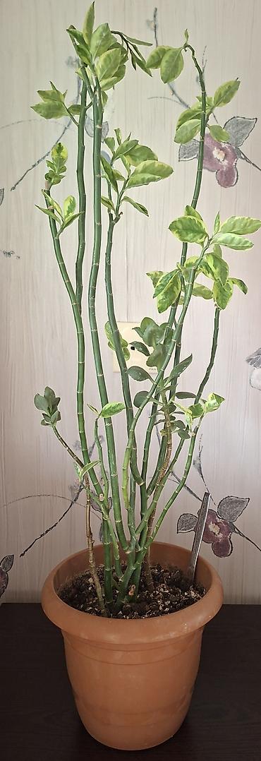 Ev və bağ: Otaq bitkiləri – Sansevieria (Qaynanadili) və Variegatlı Euphorbia — 2