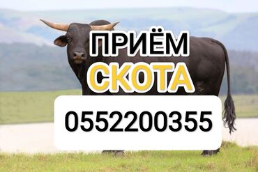 скупка скот: Куплю | Коровы, быки, Лошади, кони | Круглосуточно, Любое состояние