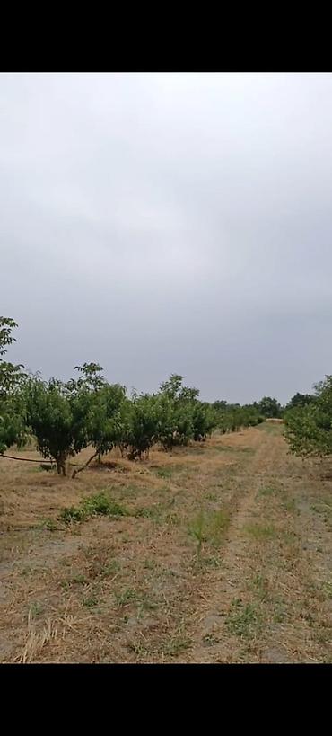 səkidə torpaq: - Çıxarışı var. Kənd təsərrüfatı təyinatlı torpaqdır. - 1.27 hektar — 6