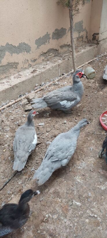 Digər quşlar: Məhsul: Boz rəngli musk ördəkləri (Indoutka) Təsvir: - Şəkillərdə boz — 5