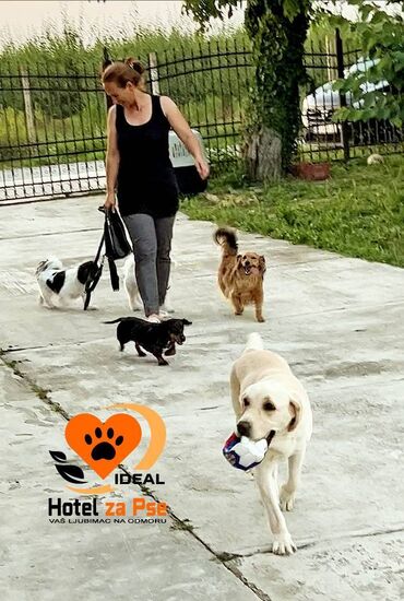 Psi: Hotel za pse Ideal Da li planirate putovanje, posao ili odmor, a ne — 9