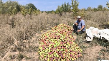 40 лет киргизии: 5000 соток