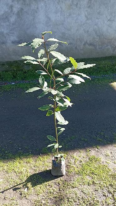 sitili: Məhsul: Dəfnə (Laurus nobilis) fidanları – əkim torbasında Təsvir: - — 2