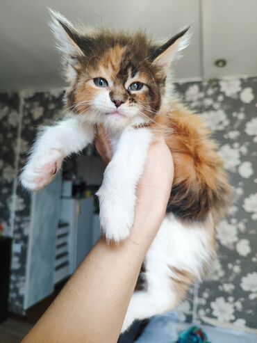 котята шотланские: Котята Мейн-куны в помёте девочка и мальчик, возраст месяц импорт