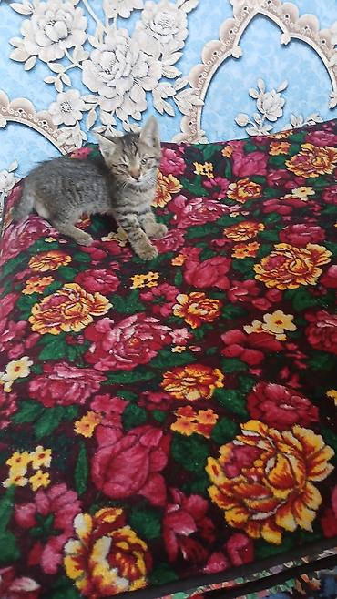 отдам животных в хорошие руки: Котята домашние, разного окраса: - Тигровый серо-коричневый котёнок с — 1