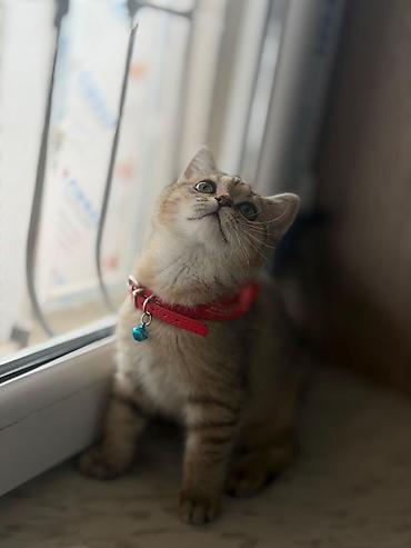 Pişiklər: Şotland, Erkək, Dişi — 11