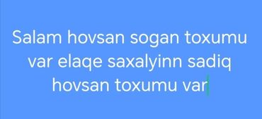 Pulsuz: Sogan hovsan