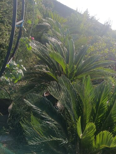 Landşaft işləri: Dekarativ agaclarin satişi çatrlme ekme odenişludir qazon torf — 16