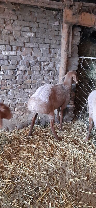 голуби жвотный: Сатам | Ургаачы кой (ургаачы) | Эдильбай | Көбөйтүү үчүн | Токту