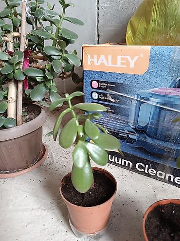 Диффенбахии: Диффенбахия и денежное дерево (толстянка) в горшках Что предлагается — 3