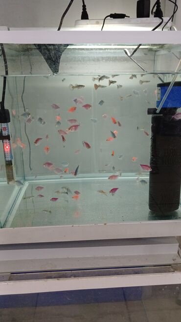 аквариум без рыб: 3 azna baliglar buyrun