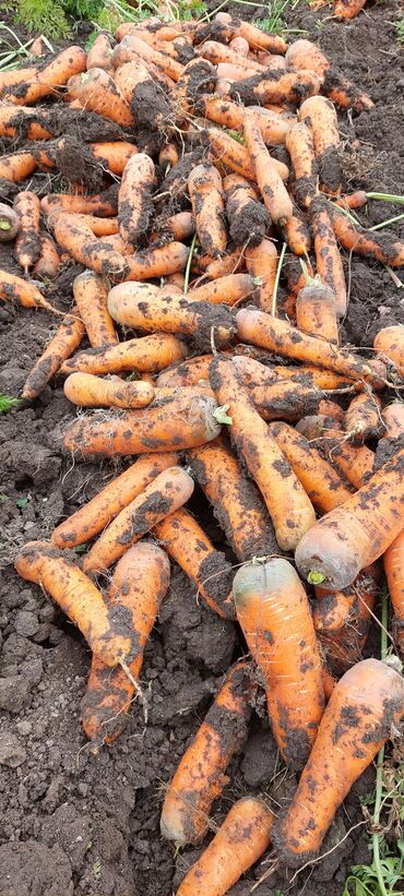 Другие товары для дома: Продам морковь 35тон