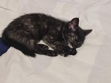 котенок отдам даром: Кошка даром: Беспородная, 1 месяц, Девочка, Метис, Приучена к лотку, С прививками — 2