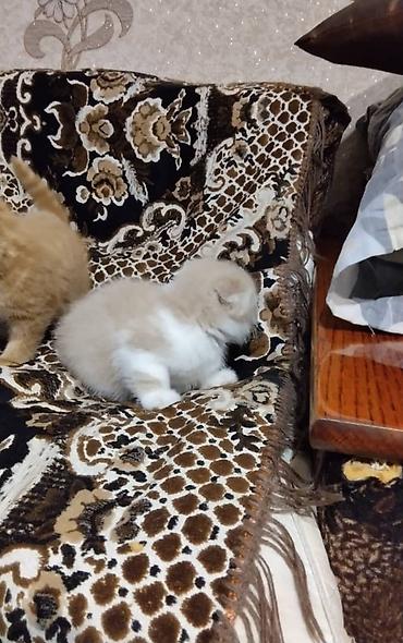 кошка манас: Кошка даром: Британская короткошёрстная, 2 месяца, Мальчик — 3