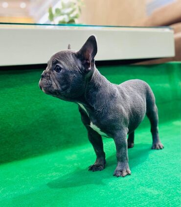 Psi: Zensko stene francuskog buldoga egzotične plave boje bez tigrine — 2