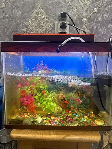 akvariumlar balıqları: Dördbucaq akvarium, Balıqlarla birlikdə, 50 l, Ünvandan götürmə — 1