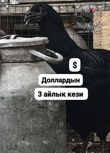 Птицы: Джерсийский гигант жумурткага жана жөжөлөргө заказ алабыз — 2