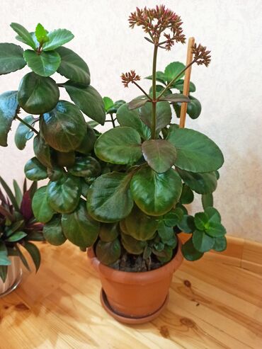 Otaq bitkiləri: Masazır ev gülləri — 9