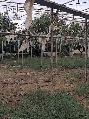 tikanlı bitkilər: TECILI SATILIR!!! Istixana karkasi. Giymetde razilawma olacag real — 3