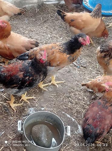 tap az qusar heyvanlar: Salam bu gorduyunuz lider sortu HEM ETLIK HEMDE YUMRTALIGUCUN — 7