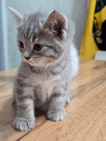 Продажа кошек: Продаются котята шотланской породы at lalafo.kg — 12 Продажа кошек: Продаются котята шотланской породы — 12