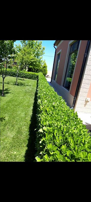 Toxumlar: Qazon yüksək keyfiyyət münasib qiymətə enni yarpaq danimarka toxumu — 6