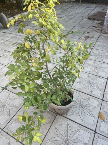 ёлка живой: Комнатные растения в горшках - Цитрус в кадке. Невысокое деревце с