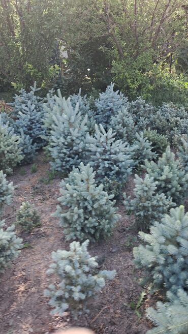 Декоративные деревья: Саженцы деревьев: Ели — 7