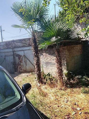 Satılır: 2 ədəd dekorativ palma ağacı (Trachycarpus fortunei – yelpik