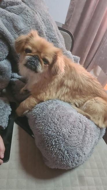 pitbull az: Pekines, 3 il, Dişi — 1