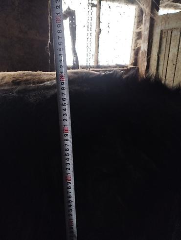 Коровы, быки: Продаю | Бык (самец) | На откорм | Привязанные — 8