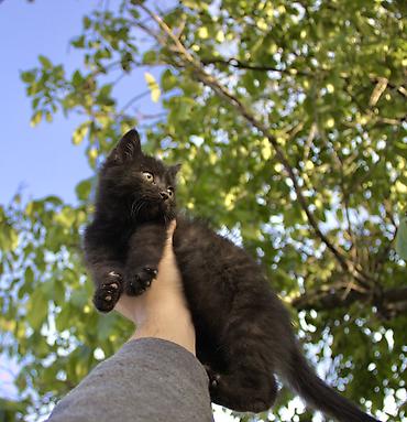 Продажа кошек: 2 месяца, Мальчик — 7