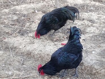 Xoruzlar: ROD İSLAND ve AVSTRALOP. cavan xoruzlar.sarilir.ve öz cinsi ferelerlə — 11