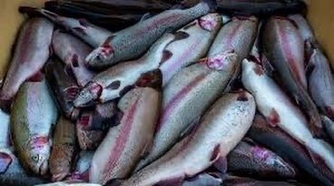 отходы для животных: Продаю рыбные отходы 
потроха