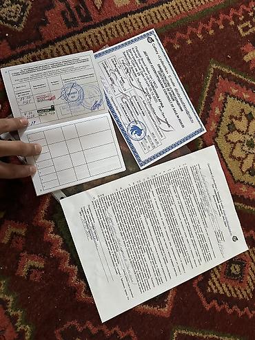 купить хорька: Мейн-кун, 10 месяцев, Девочка, Приучена к лотку, Проглистована, С документами — 7