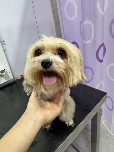 İtlər: Malta bolonka, 2 il, Erkek, Cütləşmə üçün — 7