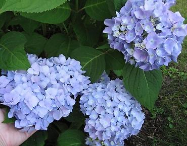 Другие садовые цветы и кустарники: В наличии метельчатые и крупно листовые гортензиии .все сорта есть at lalafo.kg — 9 Другие садовые цветы и кустарники: В наличии метельчатые и крупно листовые гортензиии .все сорта есть — 9