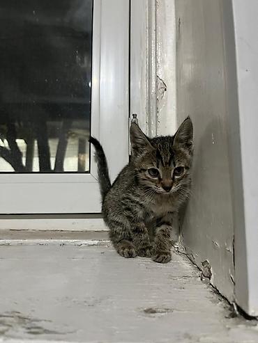 чип для животных с gps: Кошка даром: Беспородная, 2 месяца, Девочка, Приучена к лотку — 2