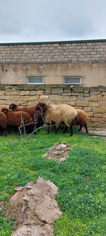 qurban bayrami qoyun sekilleri: Erkək, Qala, il: 2, Damazlıq