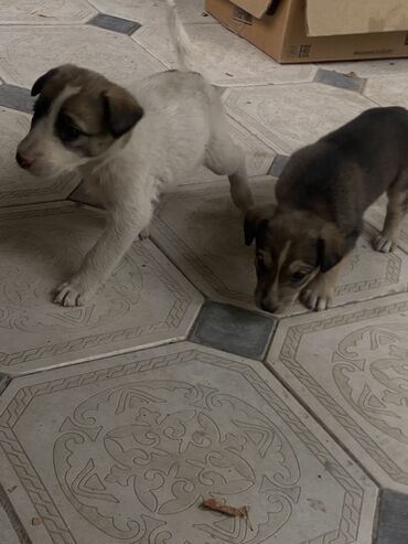 акустические системы sharp колонка в виде собак: 🐶 Продаются щенки! Крупнолапые, здоровые, активные. Вырастут отличными