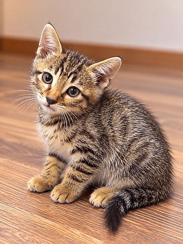 кошку ош: Котята от породистых родителей: мама — бенгальская кошка с ярким — 1
