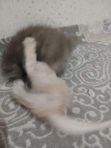 вислоухие котята купить: Котята домашние, игривые и ручные. - Окрас: кремовый — 3