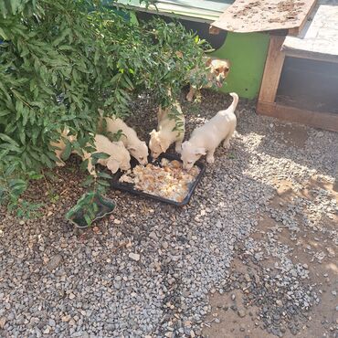 Akvarium aksessuar və ləvazimatları: Zvonok, 3 ay, Erkek, Peyvəndli, Ödənişli çatdırılma