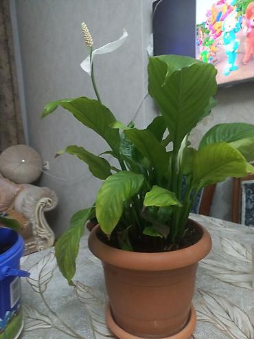 pelarqoniya bitkisi: Spathiphyllum (Sülh zanbağı) otaq bitkisi - Təbii terrakota dibçəkdə — 1