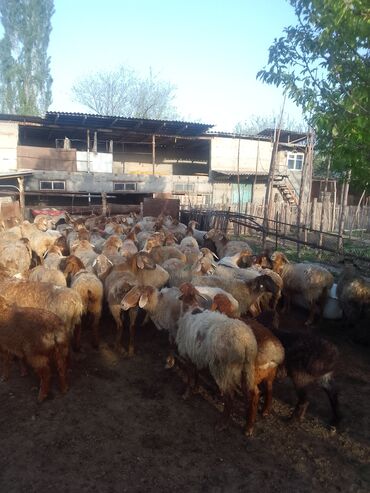 оптом козу: Продаю | Овца (самка) | Гиссарская, Полукровка, Арашан | Для разведения | Матка