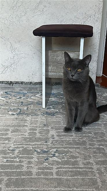 Кот домашний, короткошёрстный, окраса «дымчатый серый». - Возраст: на