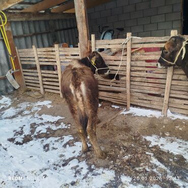 Коровы, быки: Продаю | Тёлка | На откорм | Привязанные — 7