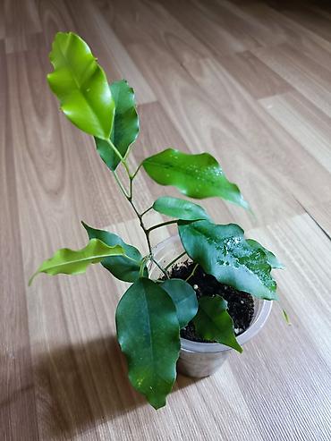 Фикусы: Фикусы Бенджамина разных сортов. Укоренённые черенки в стаканчиках с — 8