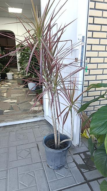 Комнатные растения: Комнатные растения в горшках 1) Спатифиллум (Spathiphyllum) — крупный — 4