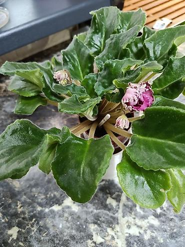 Фиалки и глоксинии: Сортовые фиалки С зелёными цветами по 350 С цветочками по 300с Без — 7